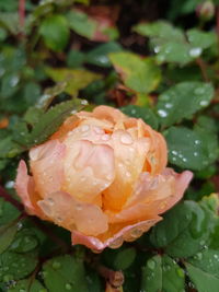 Close-up of wet rose leaves