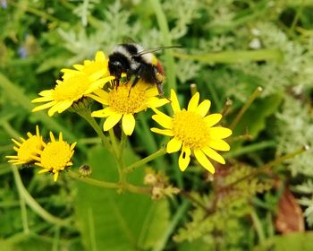 Close-up of bee pollinating on yellow flower