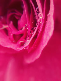 Close-up of pink flower