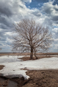 Bare tree on snow covered field against sky