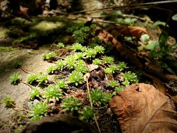 High angle view of plant growing on field