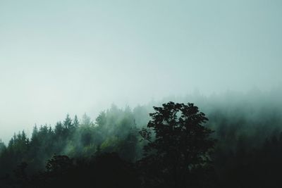 Trees in forest against sky during foggy weather