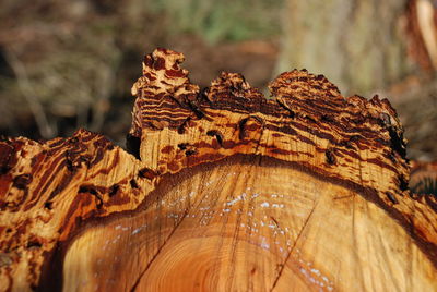Close-up of mushroom on tree trunk