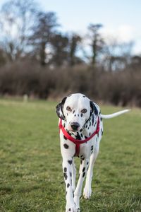 Portrait of dog standing on field