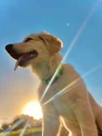 Close-up of dog looking away against sky