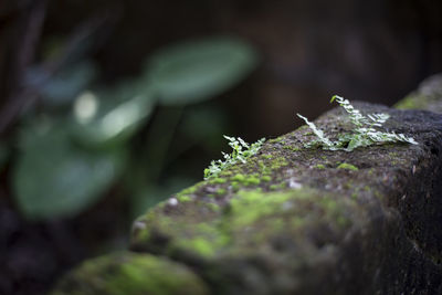 Close-up of moss on rock