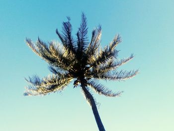 Low angle view of trees against clear blue sky