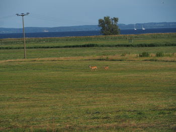 View of sheep on field