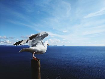 Seagull on wooden post in sea against sky