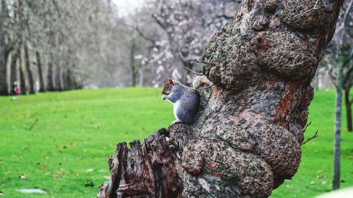 Close-up of squirrel on tree trunk