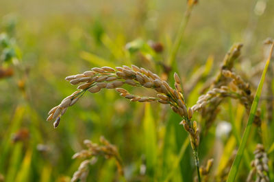 Close-up of crops on field