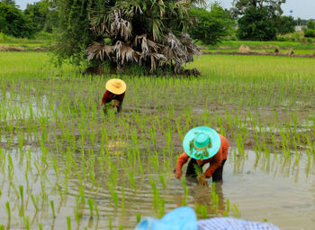 Farmers in rural thailand during the plowing season and planting rice after the rain.