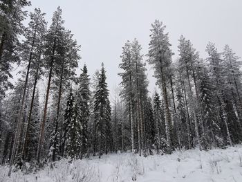 Pine trees on snow covered field against sky