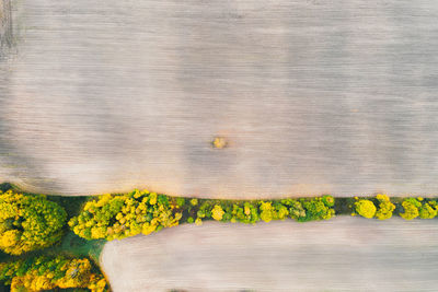 Full frame shot of yellow flowering plants