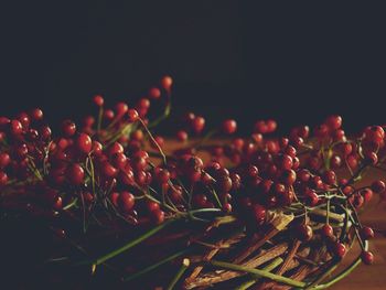 Close-up of red flowers