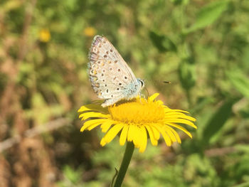 Close-up of butterfly on yellow flower