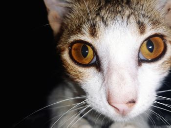 Close-up portrait of cat