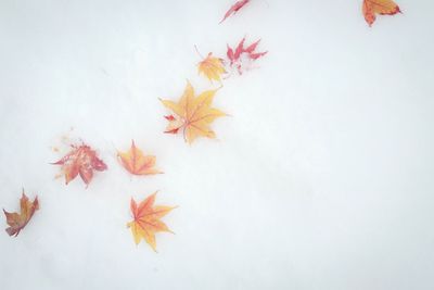 High angle view of maple leaves on white background