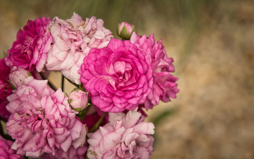 Close-up of pink rose flower