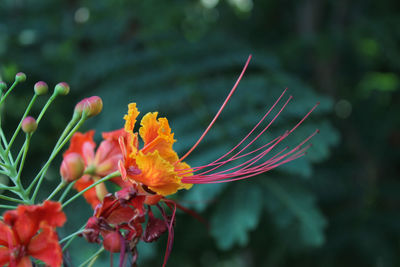 Close-up of flowering plant