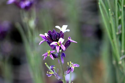 Close-up of purple flowering plant