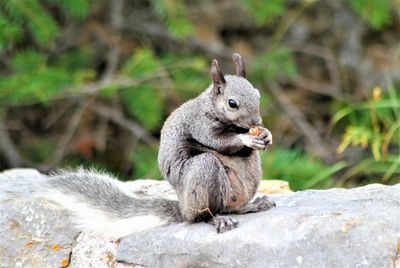 Squirrel on rock