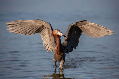 Bird flapping wing while walking in sea