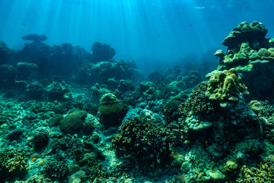 Fish swimming in sea