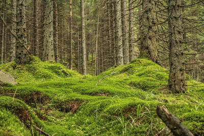 Pine trees in forest