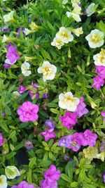 High angle view of pink flowering plants