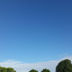 Low angle view of trees against blue sky