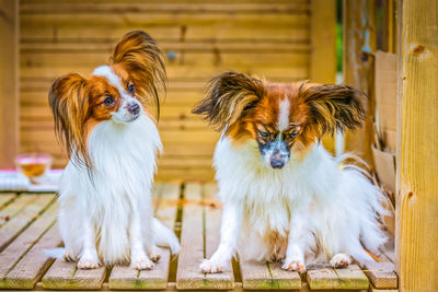 Portrait of two dogs