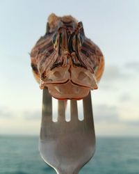 Close-up of turtle in sea against sky