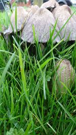 Close-up of fresh green grass in field