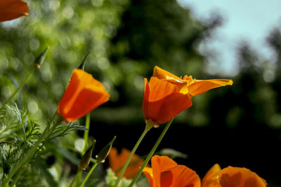 Close-up of red flowers