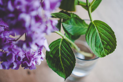 Close-up of purple flowering plant