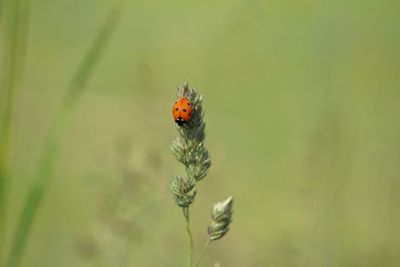 Close-up of ladybug on plant