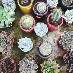 High angle view of cactus on table