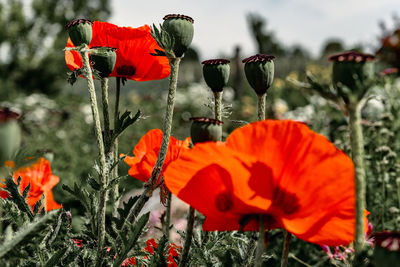 Close-up of red poppy flowers