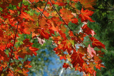 Close-up of maple leaves on tree during autumn