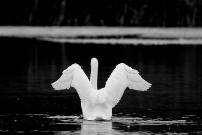 White swan on lake