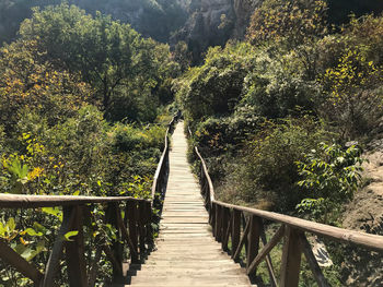 View of bridge in forest