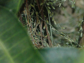 Close-up of wilted plant