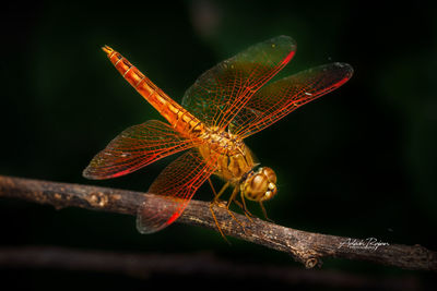 Close-up of dragonfly on plant