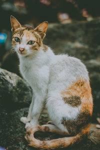 Portrait of cat sitting outdoors