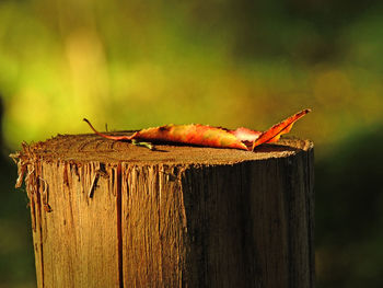 Close-up of crab perching on wooden post