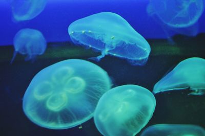 Close-up of jellyfish in aquarium