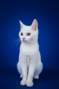 Portrait of white cat sitting against black background