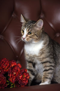 Close-up of cat on red rose