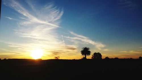 Silhouette of trees at sunset